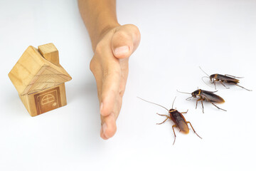 Cockroaches and house models on a white background.The concept of home invasive pest control and...