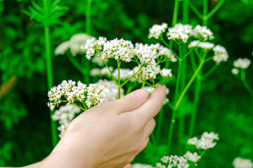 Fototapeta na wymiar Women's hands collect valerian. Hand touches valerian flowers in the summer garden .Healing herbs.White flowers of Valerian officinalis 