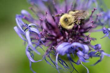 Bombus