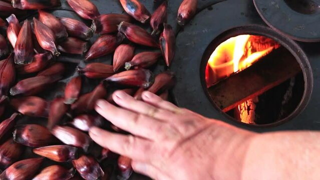 Zoom out of araucaria pine nuts on the hot plate of the wood stove.