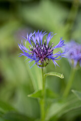 Cornflower
