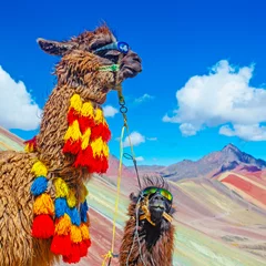 Foto op geborsteld aluminium Vinicunca Grappige Alpaca, Lama pacos, dichtbij de Vinicunca-berg, beroemde bestemming in de Andes, Peru