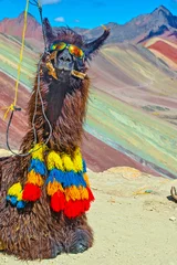 Photo sur Plexiglas Vinicunca Alpaga drôle, Lama pacos, près de la montagne Vinicunca, célèbre destination des Andes, Pérou