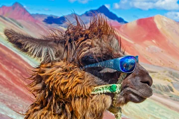 Photo sur Plexiglas Vinicunca Funny Alpaca, Lama pacos, near the Vinicunca mountain, famous destination in Andes, Peru