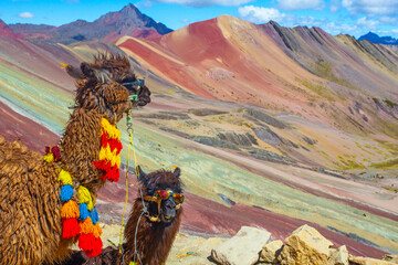 Funny Alpaca, Lama pacos, near the Vinicunca mountain, famous destination in Andes, Peru © Alexandra Lande