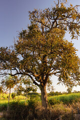 Tree native to Brazil called Cedro - Cedrela fissilis - in general view with green leaves and in rural area