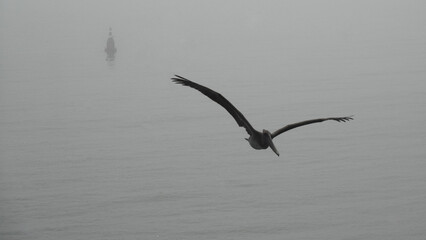 Silhouetted pelican glides over the Pacific Ocean with a mist-shrouded buoy visible in the background