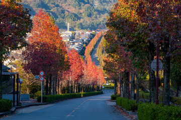 紅葉する並木道