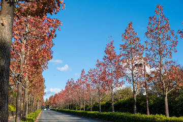 紅葉する並木道