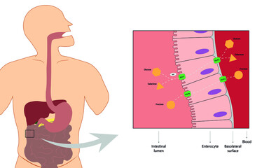 Carbohydrates intestinal digestion and absorption - Glucose, Galactose and Fructose   - obrazy, fototapety, plakaty