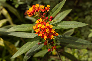 tiny red and yellow flowers