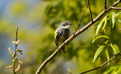 Fototapeta premium Warbler