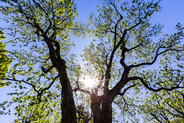 Maple tree in spring