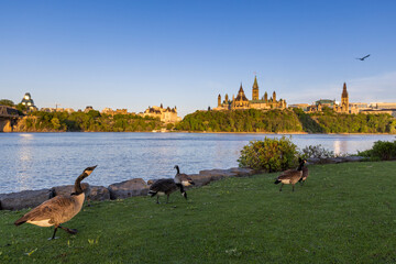 Canadian parliament during the tulips festival