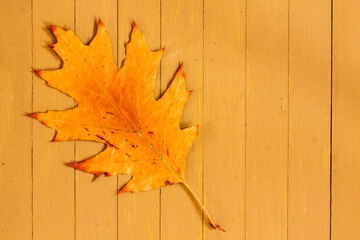 Naklejka na ściany i meble maple leaf on wooden background