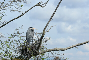 Heron crane resting at nest