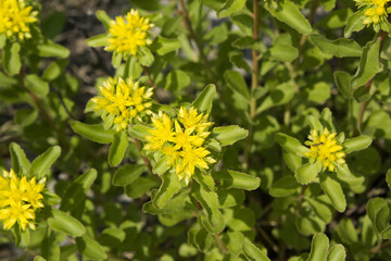 
This is a flower giraffe in the garden.