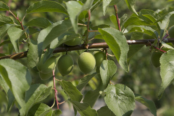 Plums hanging on branches on a farm.