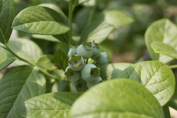 Unripe blueberry plant with fruits - obrazy, fototapety, plakaty