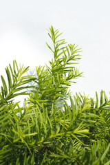 Taxus baccata close up. Green branches of yew tree isolated white background. (Taxus baccata, English yew, European yew).