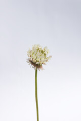 It is a White Clover flower isolated white background.