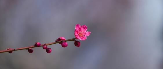 木漏れ日浴びて輝く満開のピンクの梅＠大阪