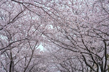 満開の桜並木のトンネル情景