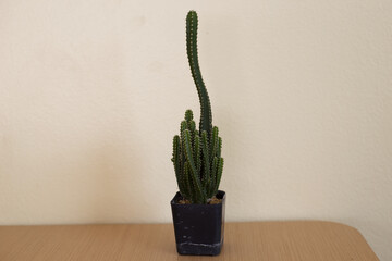 Cactus in a small pot on the table,Include Clipping Path.