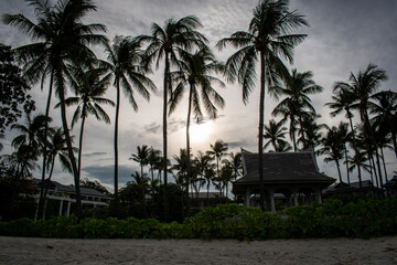 Palmeras al atardecer, en un resort lujoso en el caribe