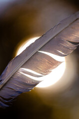 Close up of a backlit white feather