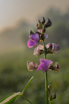Purple flower in morning light, Nature stock image with copy space - Kolkata, India.