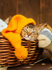A kitten of the Abyssinian breed lies in a blanket in a wicker basket in a bright hat sprinkled with dry maple leaves on a wooden background.