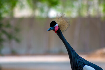 Fototapeta premium black crowned crane