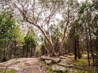 Mountain Tree