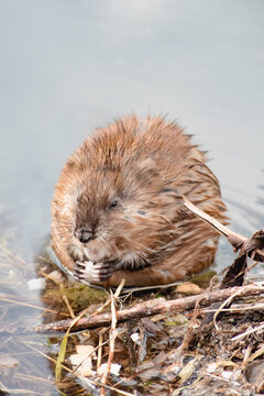 wild animal muskrat eating on the riverbank, close-up. vertical photo
