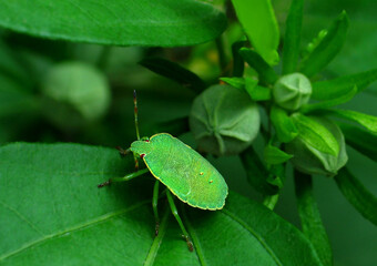 Green beetle Green Priestess (Palomena viridissima) in a green bush. Wet Green Priestess (Palomena viridissima) among the buds of hibiscus bushes.