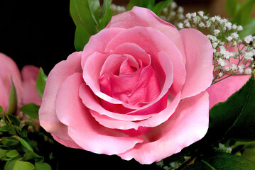Mother's Day floral arrangement with closeup of fresh and lovely rose blossom with bright pink petals.