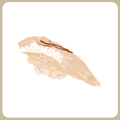 手描き厚塗り水彩の鯛の昆布締め寿司イラスト