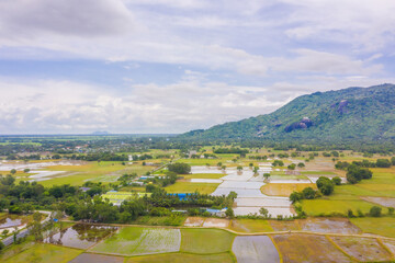 Aerial view of fresh green and yellow rice fields and palmyra trees in Mekong Delta, Tri Ton town, An Giang province, Vietnam. Ta Pa rice field.