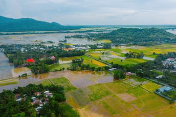 Aerial view of fresh green and yellow rice fields and palmyra trees in Mekong Delta, Tri Ton town, An Giang province, Vietnam. Ta Pa rice field.