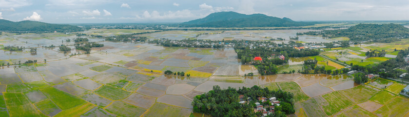 Aerial view of fresh green and yellow rice fields and palmyra trees in Mekong Delta, Tri Ton town,...