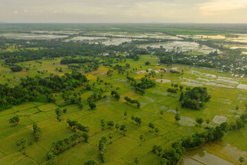 Aerial view of fresh green and yellow rice fields and palmyra trees in Mekong Delta, Tri Ton town,...