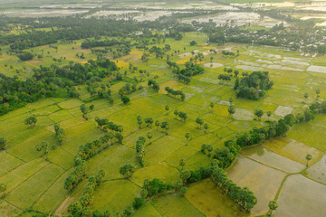 Aerial view of fresh green and yellow rice fields and palmyra trees in Mekong Delta, Tri Ton town,...
