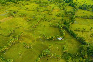 Aerial view of fresh green and yellow rice fields and palmyra trees in Mekong Delta, Tri Ton town, An Giang province, Vietnam. Ta Pa rice field.