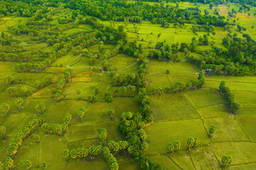 Aerial view of fresh green and yellow rice fields and palmyra trees in Mekong Delta, Tri Ton town,...