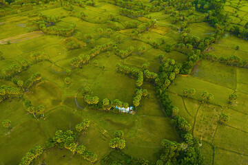 Aerial view of fresh green and yellow rice fields and palmyra trees in Mekong Delta, Tri Ton town, An Giang province, Vietnam. Ta Pa rice field.