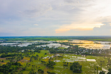 Aerial view of fresh green and yellow rice fields and palmyra trees in Mekong Delta, Tri Ton town,...