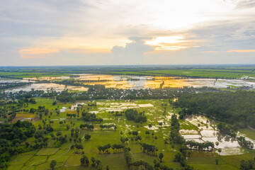Aerial view of fresh green and yellow rice fields and palmyra trees in Mekong Delta, Tri Ton town,...