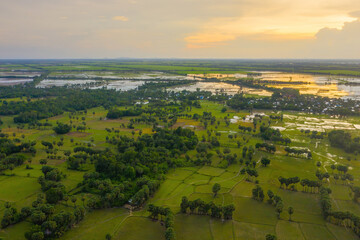 Aerial view of fresh green and yellow rice fields and palmyra trees in Mekong Delta, Tri Ton town,...