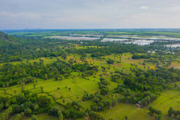 Fototapeta na wymiar Aerial view of fresh green and yellow rice fields and palmyra trees in Mekong Delta, Tri Ton town, An Giang province, Vietnam. Ta Pa rice field.